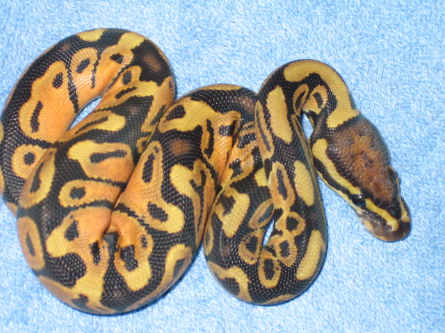 citrus ghost after shed