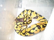 hold back pastel female