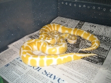 07 high contrast albinos