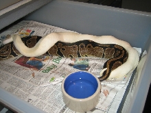 06 ivory male