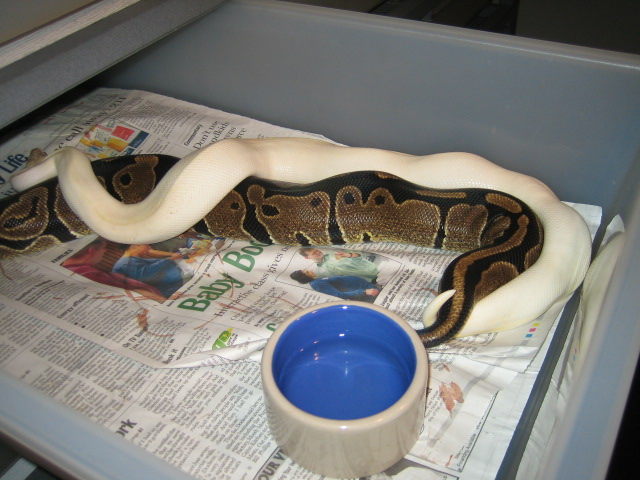 06 ivory male