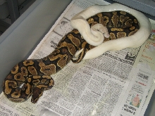 Ivory x yellowbelly