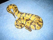 Female enchi