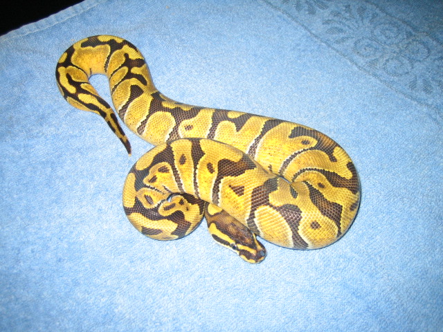 Female enchi