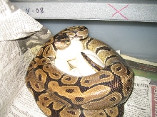 first 2008 clutch