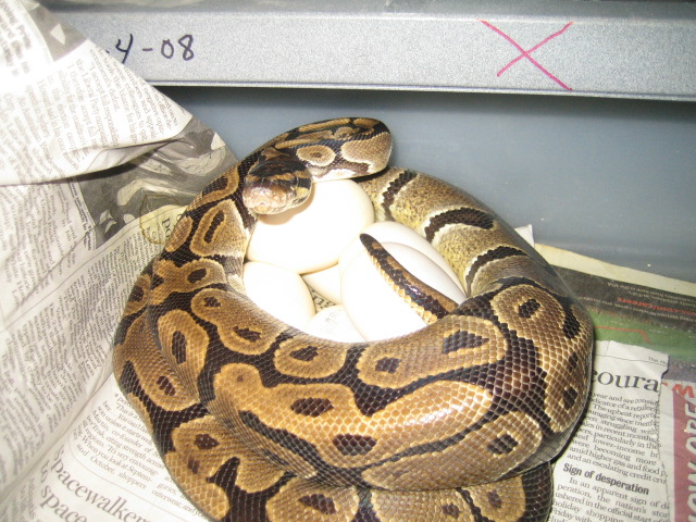 first 2008 clutch