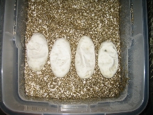 2008 caved in eggs