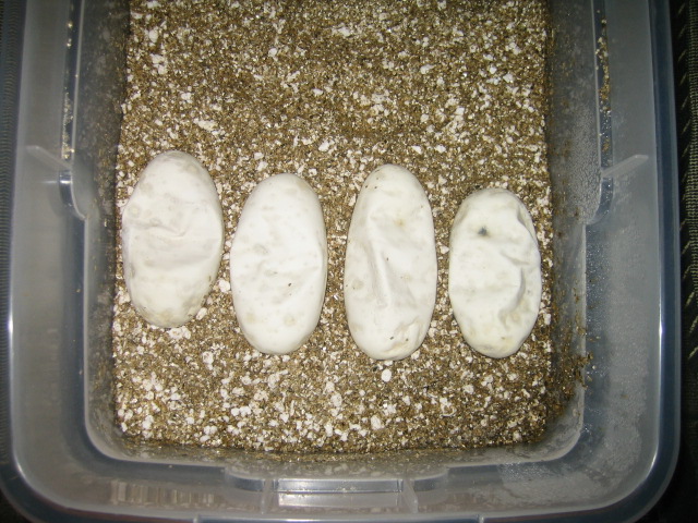 2008 caved in eggs