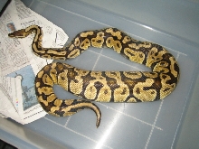 female pastel ovulating