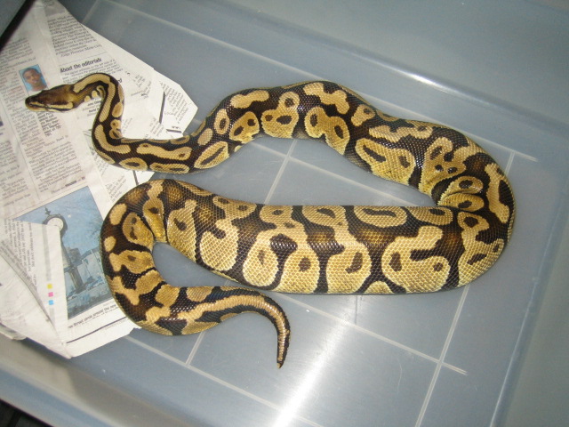 female pastel ovulating