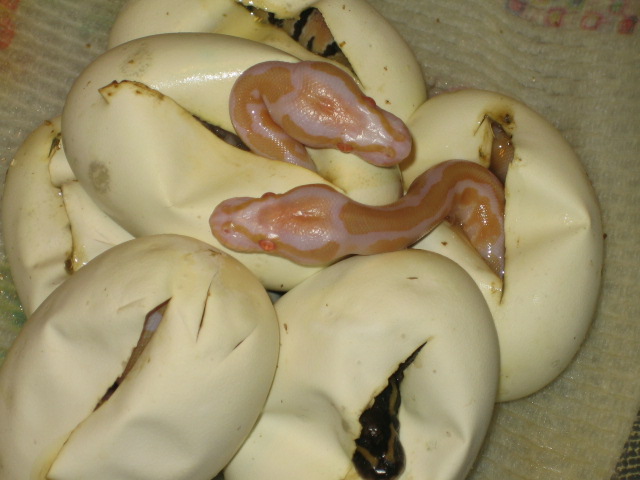 first 08 albinos 2 heads out