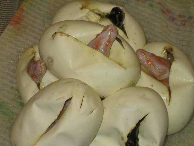 first 08 albinos 3 heads out