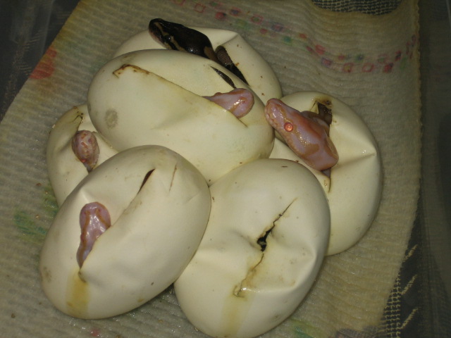 first 08 albinos 4 heads out
