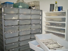 snake room 2