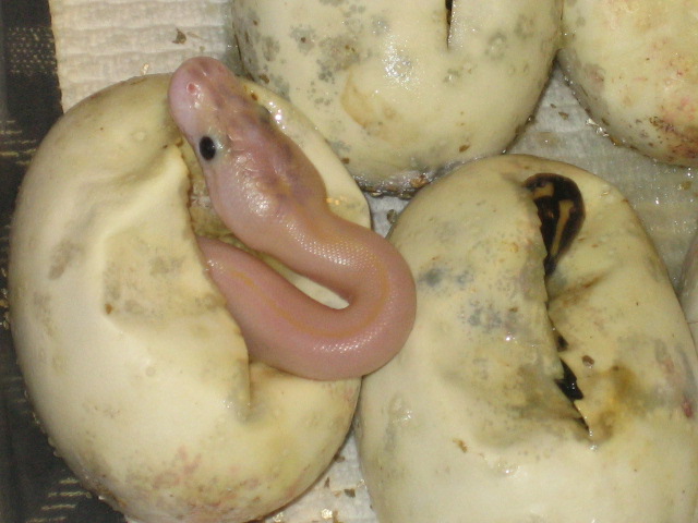 08 Ivory comming out of egg