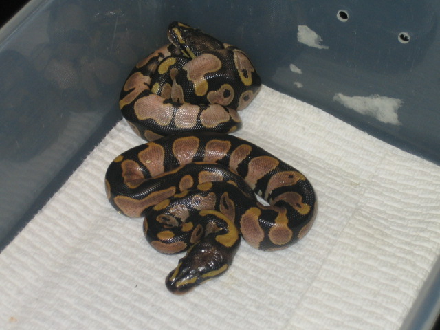 08 Calicos
