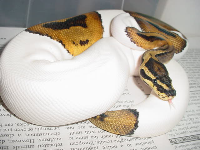 male pied 4-26-05