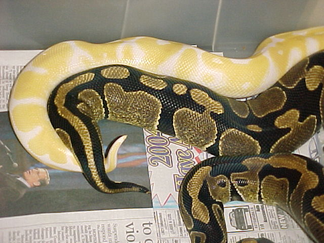 albino& het locked up