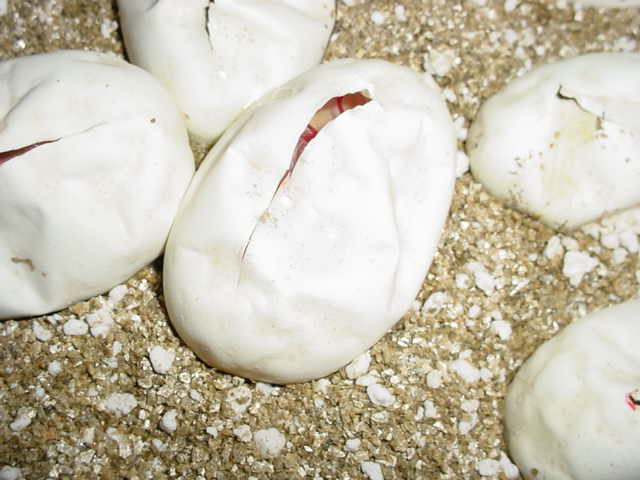 2006 albino eggs