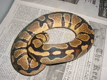 unusual female