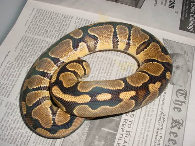 unusual female