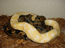 High contrast male albino