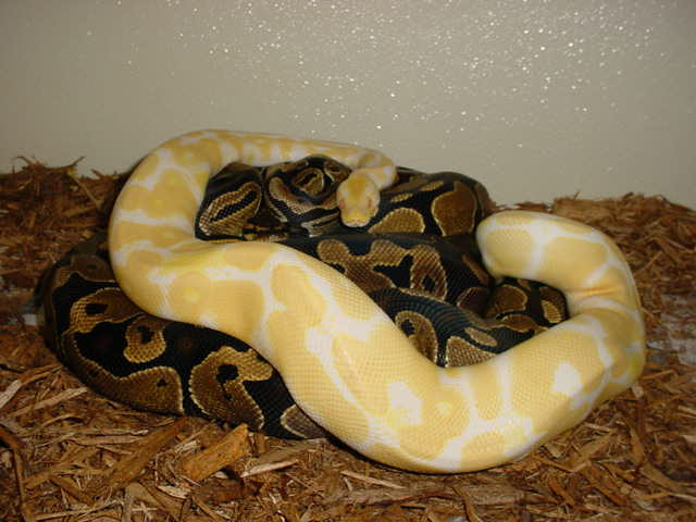 High contrast male albino