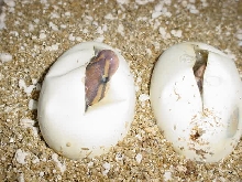 Ghosts hatching 2 eggs
