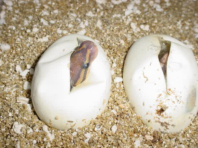 Ghosts hatching 2 eggs