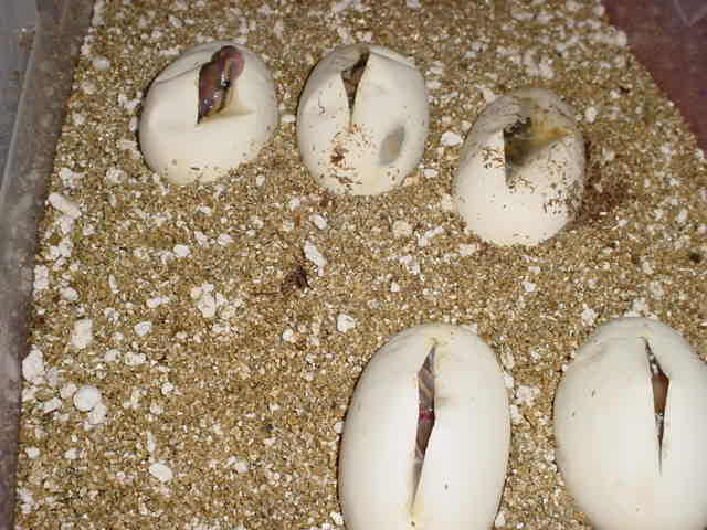 ghosts hatching 5 eggs