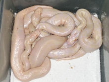 white albino pins