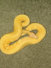albino pin