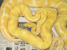 albino adults
