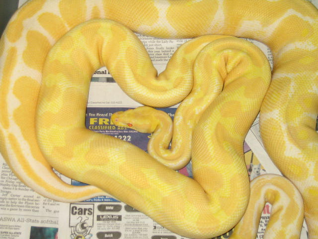 albino adults