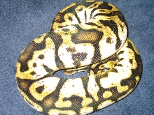 calico pastel 7-21 2010