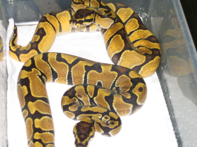 enchi het albino