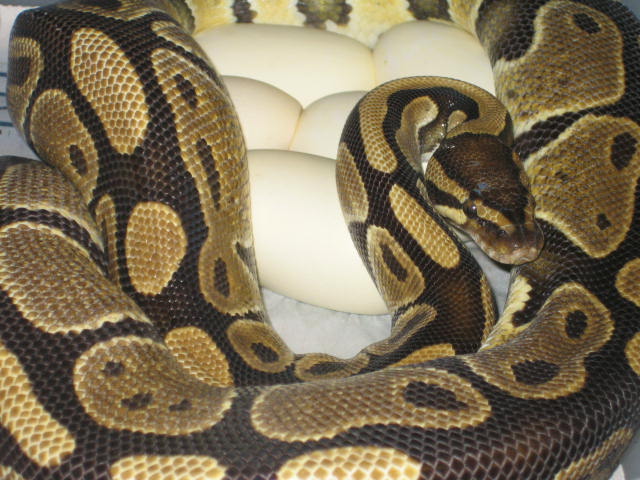 Female het Stripe laying
