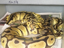 fire fly breeding