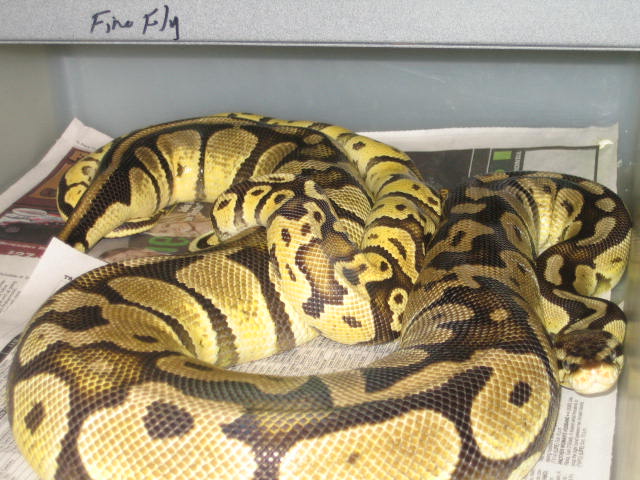 fire fly breeding