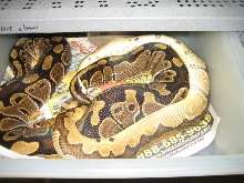 # clown male breeding