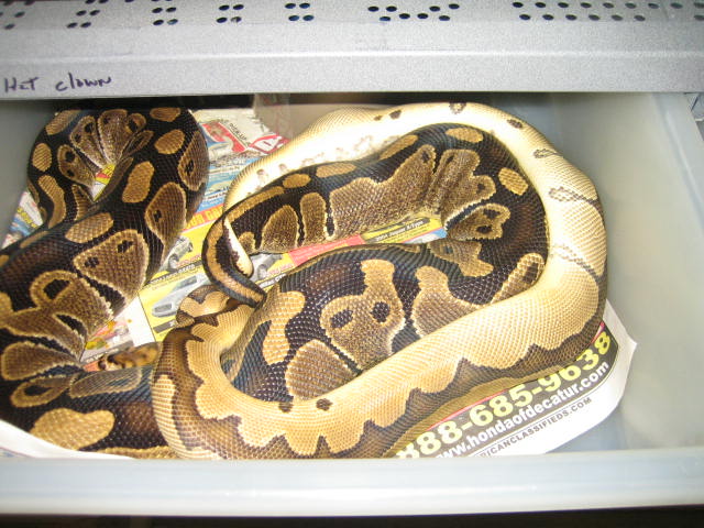 # clown male breeding