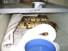 clown male breeding