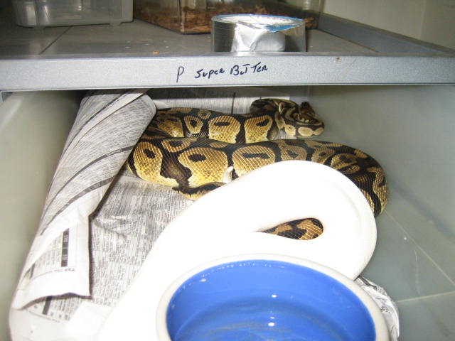 clown male breeding