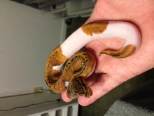 Pin pied after first shed