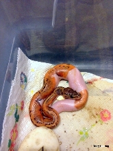 2013 pin pied