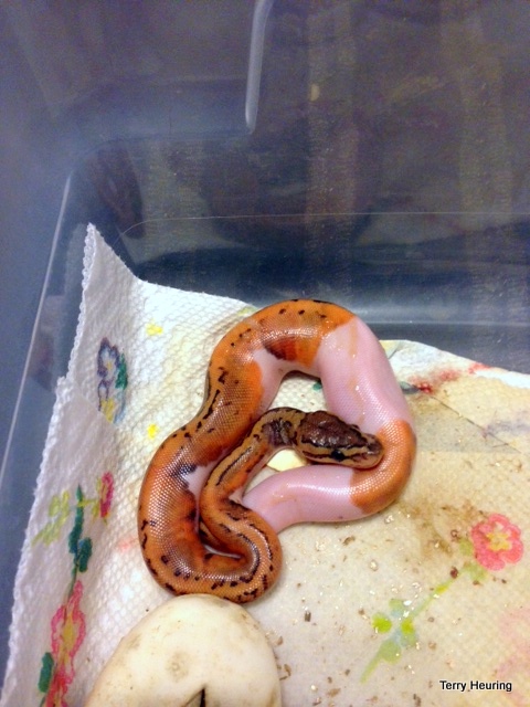 2013 pin pied
