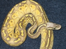 2010  super pastel butter