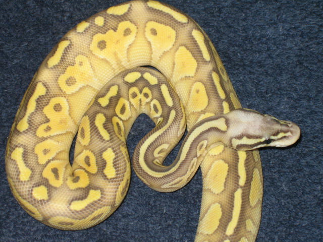 2010  super pastel butter