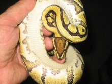 unknown 1