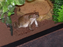 My Male Bufo Alvarius Toad